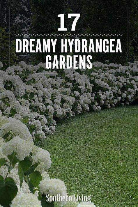 Hydrangea Courtyard Garden, Garden Around House Landscaping, Cottage Garden Hydrangea, Backyard Landscaping With Hydrangeas, Houses With Hydrangeas, Hydrangea Garden Bed Ideas, Hydrangea Raised Flower Bed, Hydrangeas In Landscaping, Hydrangea Garden Border