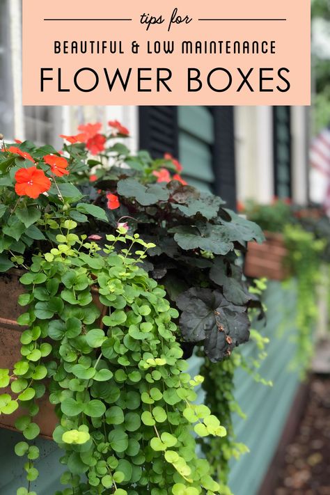 Tips for Beautiful and Low Maintenance Flower Boxes Flower Boxes Outside Decks, Flower Beds In Front Of House With Pots, How To Plant In Planter Boxes, Best Flowers For Flower Boxes, Low Maintenance Window Boxes, Easy Flower Boxes, Shade Flower Boxes, Low Maintenance Potted Plants Patio, Low Maintenance Planter Ideas