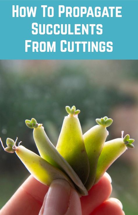 How To Grow Succulents From Leaves, Potting Flowers, Succulent Growing, Propagate Succulents From Leaves, Jade Plant Care, Water Succulents, Propagate Succulents, Succulent Varieties, Pruning Roses