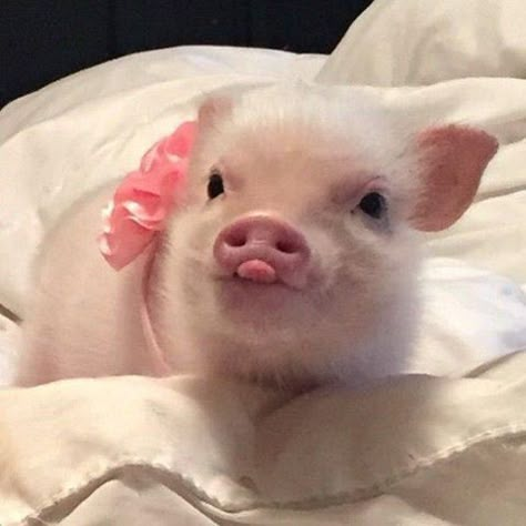 Cute overload Mini Pigs, Baby Pigs, This Little Piggy, Cute Critters, Cute Pigs, Animal Pics, Animal Love, Cuteness Overload, Adorable Animals