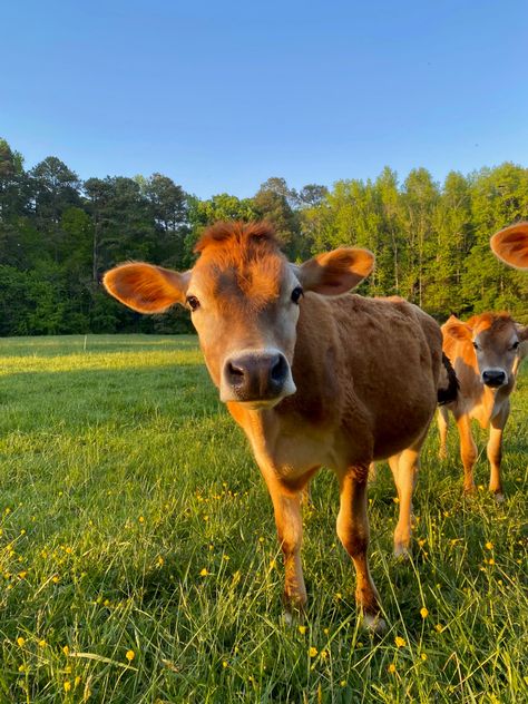 Cow Pictures Aesthetic, Golden Hour Animals, Cow Asthetic Picture, Cow Ipad Wallpaper, Cows In A Field, Cattle Photography, Cow Field, Golden Hour Field, Painting Mood