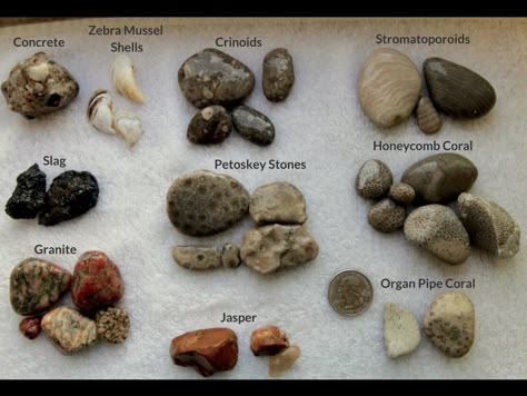 Lake Michigan Stones, Michigan Rocks, Rock Identification, Ladybug E Catnoir, Rock Tumbling, Travel Michigan, Rock Collecting, Michigan Road Trip, Rocks And Fossils