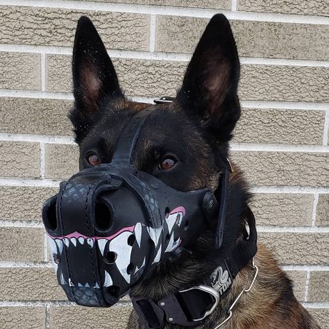 @blackcobrak9 dog muzzle by @workingdogdrygoods Gcpd Gotham City, Tom Clancy Ghost Recon, Dutch Shepherd, Aesthetic Animals, Different Dog Breeds, Dog Muzzle, Ghost Recon, Don't Tread On Me, Mohawks