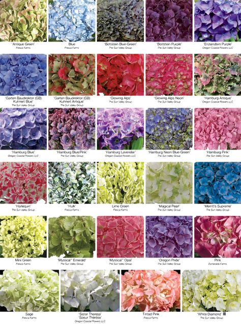 Florists' Review Magazine® :: Your monthly magazine for operating a successful floral business Colors Of Hydrangeas, Wedding Flowers Blue Hydrangea, Coloring Practice, Hydrangea Varieties, Flower Chart, Wedding Flowers Hydrangea, Mother's Day Flowers, Purple Pink Color, Hydrangea Colors