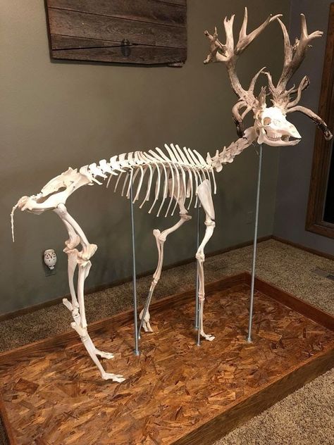 Deer Skeleton, Deer Farm, Skull Reference, Skeleton Anatomy, Animal Skeletons, Real Bones, Vulture Culture, Animal Study, Deer Skulls