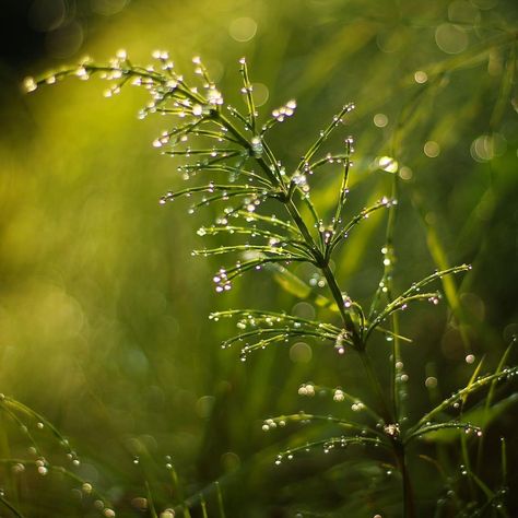 Wet Grass Aesthetic, Morning Dew Aesthetic, Dew Aesthetic, Bermuda Grass, Christmas Stories, Leaf Photography, Creative Books, Color Reference, Morning Dew