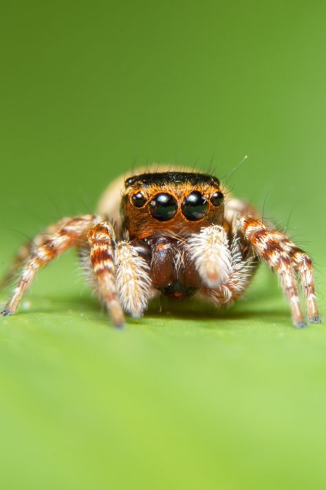 Jump Spider, Jumping Spider Cute, Jumping Spider Pet, Spider Reference, Cute Jumping Spider, Harley Keener, Cute Spiders, Spider Pictures, Birthday Drawing