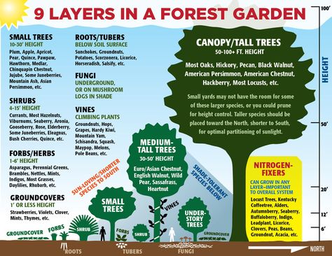 9 Layers in a Forest Garden | Diagram I originally made for … | Flickr Forest Gardening, Permaculture Food Forest, Forest Gardens, Food Forest Garden, Permaculture Garden, Permaculture Gardening, Permaculture Design, Food Forest, Forest Garden