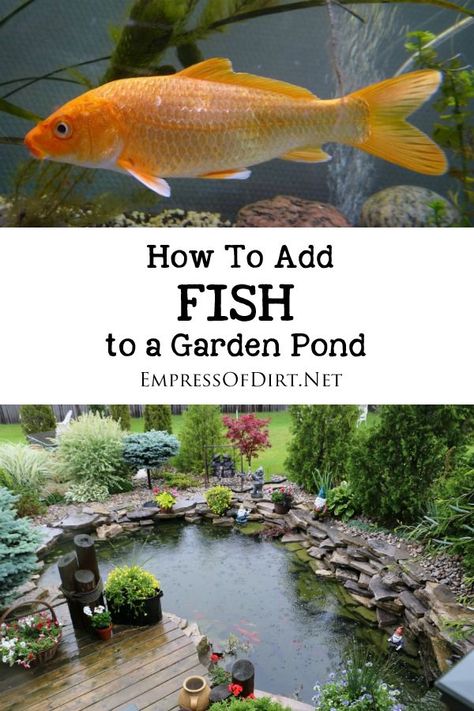 Simple instructions for introducing fish including goldfish and koi to a backyard garden pond plus tips for creating and maintaining a healthy habitat. Gardening Background, Fish Garden, Goldfish Pond, Landscape Gardening, Backyard Pond, Garden Pond Design, Outdoor Ponds, Diy Pond, Pond Waterfall