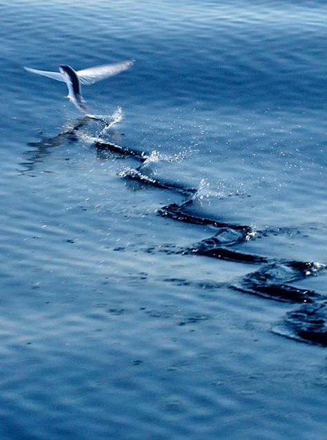 “Flying fish (Exocoetidae) ” Fauna Marina, Flying Fish, Beautiful Sea Creatures, Water Animals, Aquatic Animals, Ocean Creatures, Mans World, Zoology, Sea Fish