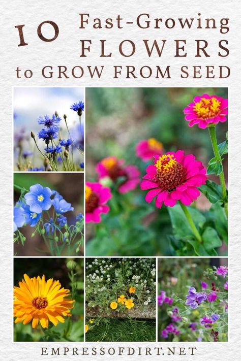 Starting From Seeds Indoors, Easy Plants To Grow From Seed, Easy To Grow Flowers From Seeds, Growing Cosmos From Seed, Easy Flowers To Grow From Seed, Easiest Flowers To Grow From Seed, Easy To Grow Cut Flowers, Reseeding Annuals, Easiest Cut Flowers To Grow