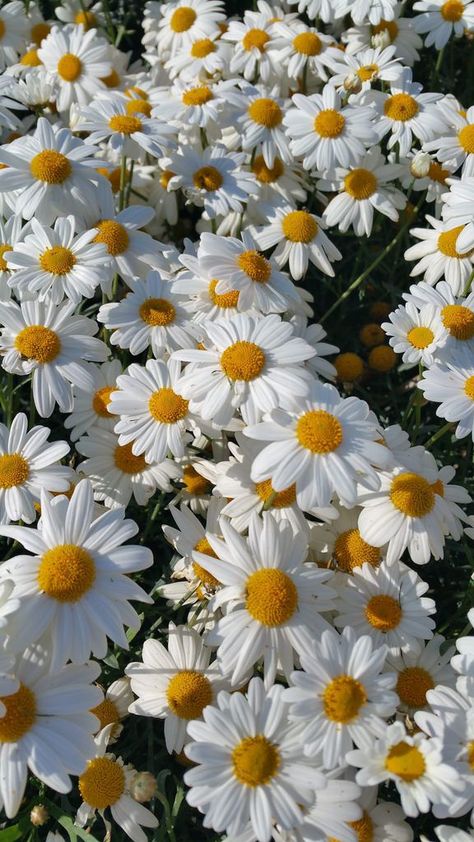 Pretty Nature Aesthetic, Daisy Aesthetic, Frühling Wallpaper, Daisy Wallpaper, Vintage Flowers Wallpaper, Flowers Photography Wallpaper, Flowery Wallpaper, Flower Iphone Wallpaper, Cute Flower Wallpapers