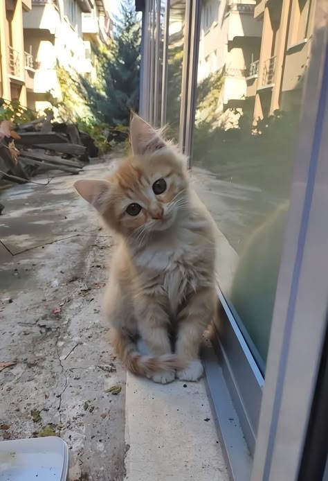 Tiny Kitten Aesthetic, Baby Mainecoon Kitten, Cat Looking Up, Cats Cute Pics, Unique Kittens, Kitty Reference, Small Animals Pets, Cat Photography Ideas, Cute Pictures Of Cats