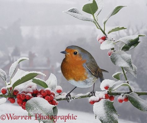 Robin on snowy Holly berries photo Colourful Birds, European Robin, Friends Leave, Traditional Christmas Cards, Robin Redbreast, Holly Tree, Watercolour Inspiration, Robin Bird, Winter Bird