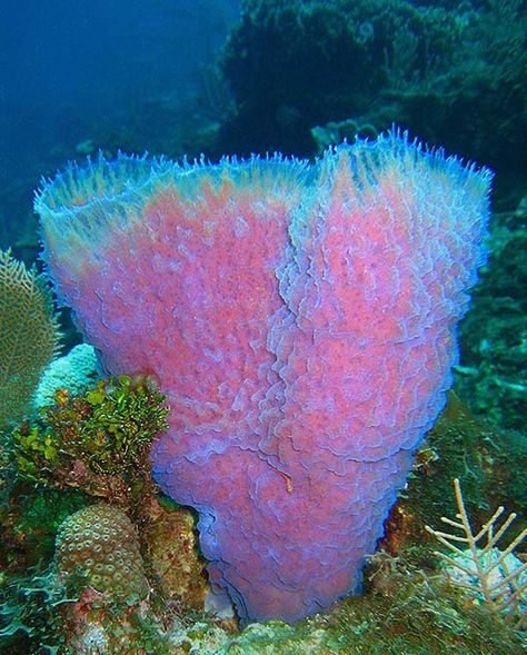 Images of Sea Sponges - Free The Ocean Phylum Porifera, Fauna Marina, Life Under The Sea, Beneath The Sea, Sea Sponge, Water Creatures, Ocean Floor, The Deep Blue Sea, Underwater Creatures