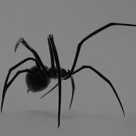 arachne aesthetic Spider Demon Aesthetic, Spider Goth Aesthetic, Venomous Aesthetic, Spider Reference Photo, Arachne Aesthetic, Black Spider Aesthetic, Hobie Aesthetic, Darkness Asthetic, Spidersona Aesthetic