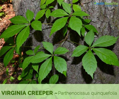 Virginia creeper facts and health benefits Invasive Vines, Hillside Plants, Virginia Creeper Vine, Georgia Flower, Parthenocissus Quinquefolia, Poison Ivy Plants, Poison Plants, Wine Bottle Planter, Medicinal Wild Plants