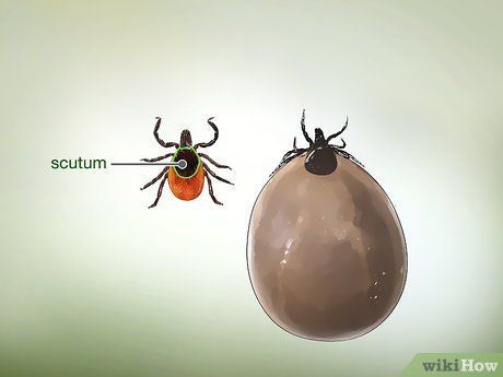 Tick Bites Pictures, Types Of Ticks, Deer Ticks, Tick Bite, A Deer, Ticks, Picture Sizes, Disease, Insects