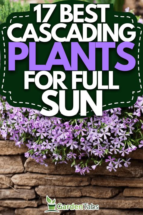 17 Best Cascading Plants For Full Sun Full Sun Flowers For Pots, Flowers For Planters Full Sun, Spiller Plants For Containers, Best Hanging Plants Outdoor, Flower Pots Outdoor Full Sun, Full Sun Flower Pot Ideas, Potted Flowers For Patio, Full Sun Planters, Outdoor Flower Pot Ideas