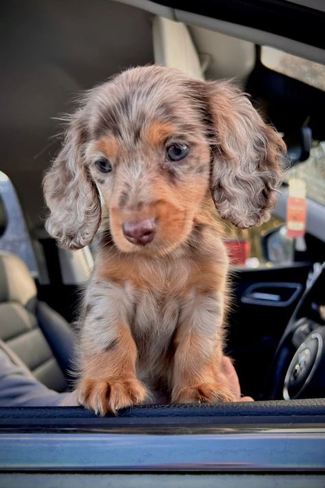 Puppies Dachshund, Miniature Dachshund Puppies, Daschund Puppies, Dog Snapchats, Puppy Dachshund, Weenie Dog, Cute Small Dogs, Cute Dogs Images, Very Cute Puppies