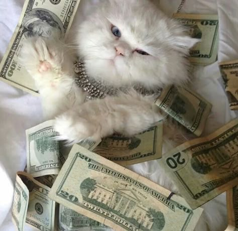 Money Cat, 2024 Vision Board, 2024 Vision, Cat Memes, Disneyland, Cute Cat, Cute Cats, Mood Board, Kittens