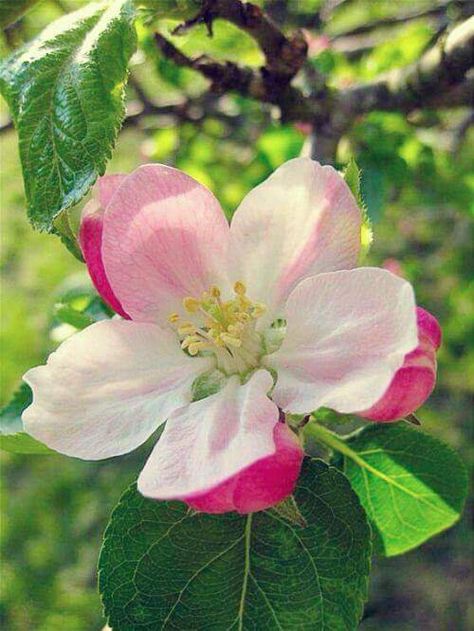 Квітка яблуні #apple #flowers #apple blossom Angel Plant, Apple Blossom Flower, Apple Flowers, Apple Decorations, Apple Blossoms, Plant Photography, Spring Blossom, Flower Art Painting, Apple Blossom