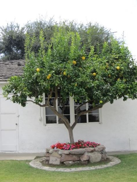 Lemon Tree In Garden, Lemon Tree In Front Yard, Lemon Tree Landscaping, Lemon Tree In Backyard, Lemon Tree Garden Landscapes, Lemon Trees Backyard, Lemon Tree Backyard, Fruit Trees Backyard Landscaping, Lemon Tree Garden