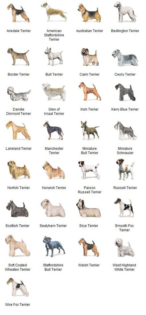 AKC Breeds by Group - Terrier Dogs 5 of 7 Dog Breeds Chart, Different Breeds Of Dogs, Akc Breeds, Irish Terrier, Breeds Of Dogs, Terrier Breeds, Wire Fox Terrier, Fox Terriers, Border Terrier