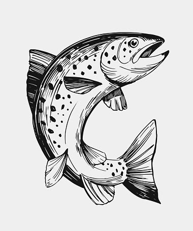 Salmon Drawing, Salmon Tattoo, Trout Art, Fish Sketch, Beautiful Pencil Drawings, Fly Fishing Art, Fish Salmon, Sketching Tips, Fish Drawing