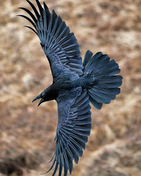 Crow Raven Reference Photo, Crows Wings, Crow Wings, Raven Photo, Raven Photography, Raven Flying, Flying Raven, Raven Pictures, Crow Pictures