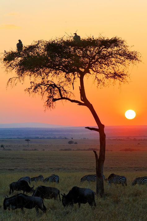 UFU Masai Mara National Reserve, African Sunset, Sunrises And Sunsets, Sunsets And Sunrises, Sunrise And Sunset, Out Of Africa, Sun Sets, Beautiful Sunrise, African Safari