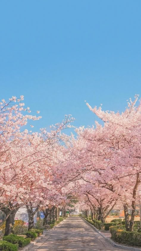 Spring Aesthetic Wallpaper, Korean Vibes, Dream Ideas, Cherry Blossom Wallpaper, Korea Wallpaper, Pretty Landscapes, Japan Aesthetic, Aesthetic Japan, Pastel Pink Aesthetic