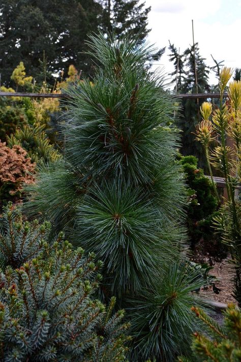 Flowerbed Borders, Landscaping Slope, Woodland Landscaping, Trees Nursery, Conifers Garden, Evergreen Landscape, White Pine Tree, Conifer Trees, Tree Nursery