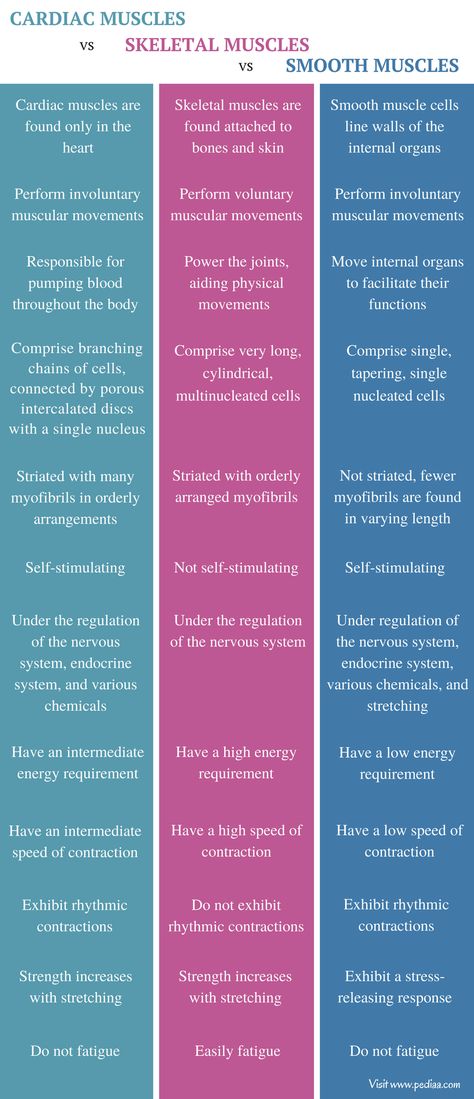 Difference Between Cardiac Skeletal and Smooth Muscles - Comparison Summary Types Of Muscles Muscular System, Muscle Physiology Notes, Skeletal Muscle Structure, Muscle Tissue Notes, Muscular Tissue Notes, Muscle Tissue Anatomy, Cardiac Muscle Tissue, Muscles Notes, Muscle Types