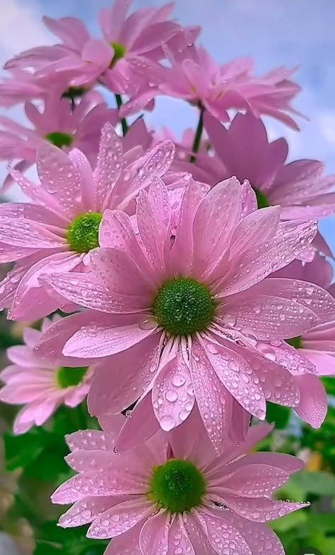 Pretty pink flowers with rain drops Pretty Flowers Pictures, Rose Flower Pictures, Beautiful Flowers Images, Flowers Photography Wallpaper, Beautiful Pink Flowers, Lovely Flowers Wallpaper, Good Morning Images Flowers, Nothing But Flowers, Wonderful Flowers