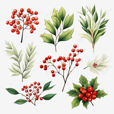 winter foliage floral elements set berry mistletoe holly berry branch festive christmas flower twi Mistletoe Clip Art, Winter Berries Illustration, Winter Foliage Illustration, Poinsettas Around Christmas Tree, Christmas Foliage Illustration, Holly Holly, Holiday Elements, Pine Leaves, Christmas Photo Album