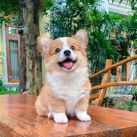 Cute Corgi Puppy, Really Cute Dogs, Cute Little Puppies, Corgi Puppy, Cute Corgi, Pretty Animals, Cute Animals Images, Corgi Dog