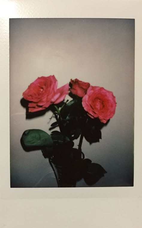 Polaroid. Roses. Roses, Green, Pink, White, Black