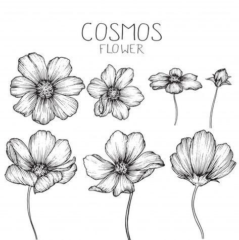 Leaf Drawings, Cosmos Tattoo, Flower Shoulder Tattoo, Flower Graphics, Flower Drawings, Small Flower Tattoos, Flower Tattoo Shoulder, Floral Tattoo Sleeve, Birth Flower Tattoos