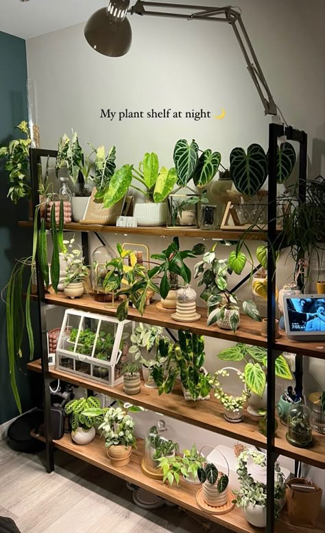 Plant Mama, Plant Care Houseplant, Plant Parent, Plant Room, Inside Plants, Growing Plants Indoors, Plant Decor Indoor, Plant Aesthetic, House Plants Decor