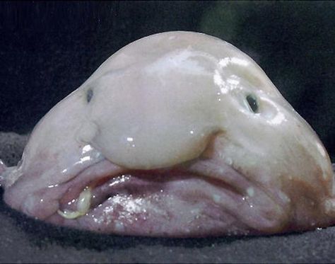 Why the long face? The Blobfish doesn't have much to smile about - the grumpy looking ocean creature won a public vote to become the official mascot of the Ugly Animal Preservation Society. This gives the fish the unofficial title of world's ugliest animal. Looking more like a cartoon than a fish, the Blobfish has very few muscles and moves very slowly. To eat, the Blobfish waits on the bottom of the ocean for prey to pass by. How does Mr. Grumpy stack up compared to all the other ugly anima... Ugliest Animals, Blob Fish, Deep Sea Life, Ugly Animals, The Blob, Scary Animals, Monterey Bay Aquarium, Deep Sea Creatures, Weird Fish