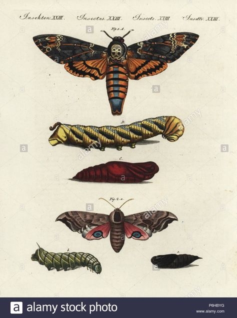 Riley Tattoo, Moth Life Cycle, Moth Cocoon, Deaths Head, Movie Poster Design, Deaths Head Moth, Moth Caterpillar, Hawk Moth, Movie Posters Design