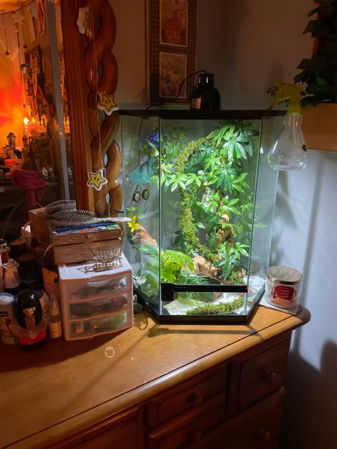 slowly adding more into his cage 🐸 Aquarium In Bathroom, Fish Tank Placement Ideas, Bioactive Aquarium, Pet Frog Habitat Terrariums, Fish Tank Room Ideas, Fish Tank Set Up, Frog Terrarium Ideas, Frog Setup, Pretty Fish Tank