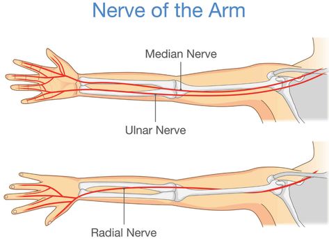 diagram of nerves in the right hand - Google Search Pinched Nerve In Neck, Nbcot Exam, Nerve Injury, Nerve Conduction Study, Nerve Anatomy, Radial Nerve, Ulnar Nerve, Median Nerve, Reflux Diet