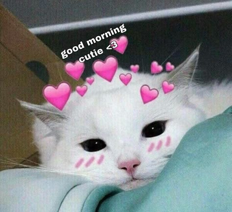 Good Morning Cutie, Memes Cute, Cute Cat Memes, Cute Memes, Cat Memes, Cute Cat, Good Morning, Memes, Pink