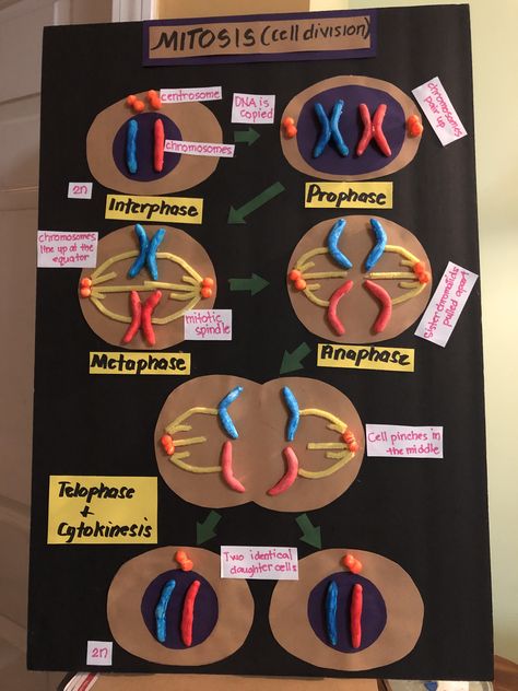 cell division Cell Cycle Project Ideas, Genetics Project Ideas, Cell Division Project, Mitosis Project Ideas, Cell Cycle Project, Mitosis Model Project, Meiosis Project, Mitosis Project, Mitosis Cell Division