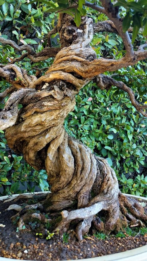 Trees That Look Like People, Tree Throne, Tangled Tree, Twisting Tree, Gnarly Tree, Tree Of Life Images, Weird Trees, Spiral Tree, Twisted Tree