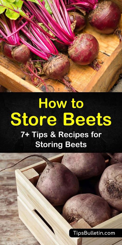 Here are a few tips and recipes to show you the many ways to store beets safely. Store fresh beets from garden in a root cellar, in fridge or freezer. Use our beet canning recipe for long term storage. #storingbeets #howtostorebeets #beetstorage Plant Beets, Freezing Beets, How To Store Beets, Canning Beets, Growing Beets, Beta Vulgaris, Raw Beets, Garden 2023, Storing Vegetables