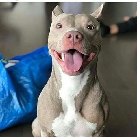 cute pitbull pictures (@cutepitbullpictures) • Instagram photos and videos Smiling Pitbull, Pittie Puppies, Cute Pitbulls, American Pitbull, Bully Dog, Pitbull Lover, Pitbull Puppies, Pitbull Dog, Pitbull Terrier