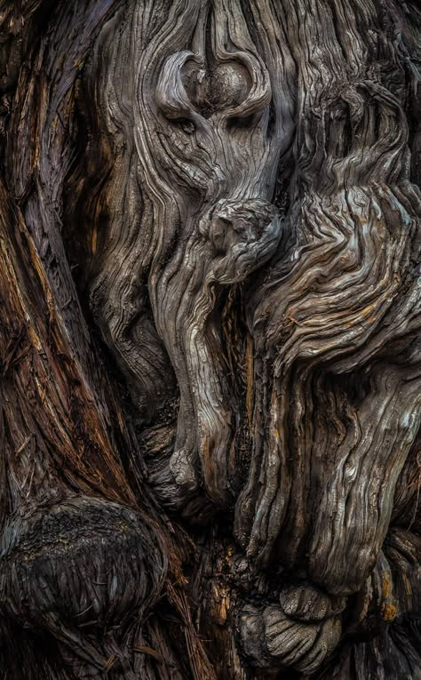 Photography Objects, Macro Texture, Organic Inspiration, Photography Eyes, Photography Texture, Tree Bark Texture, Nature Macro, Wood Photography, Photography Macro